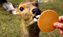 小鹿吃瓜娱乐,揭秘娱乐圈幕后趣闻